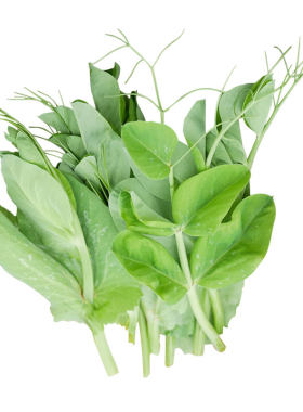 寿禾蔬菜种豌豆尖种芽苗菜四季