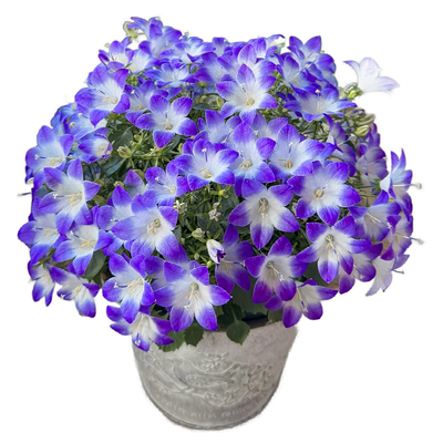 风铃草花种籽四季播种易活开花