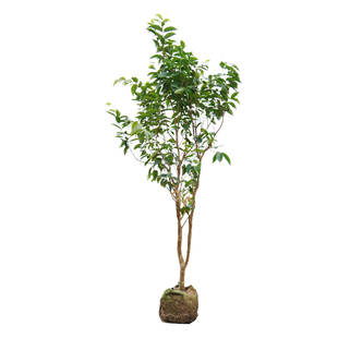 正宗嘉宝果树苗四季红飞艾斯卡沙巴树葡萄庭院盆栽带花果发货耐寒