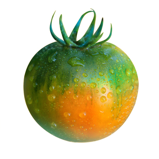 盘锦碱地柿子草莓柿子绿腚西红柿鹰爪铁皮水果番茄大连丹东手挑果