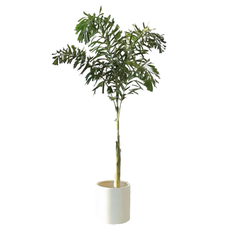 大型绿植狐尾椰子树四季常青