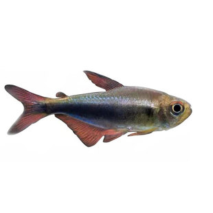 血翅蓝帝灯帝王灯黑帝王灯黑灯鱼蓝国王灯彩虹帝王灯淡水鱼灯科鱼