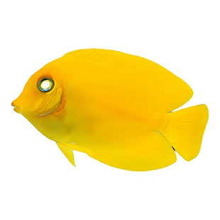 海水鱼观赏鱼蓝吊粉蓝吊黄吊天狗吊三角吊大帆吊七彩吊鱼养定开口