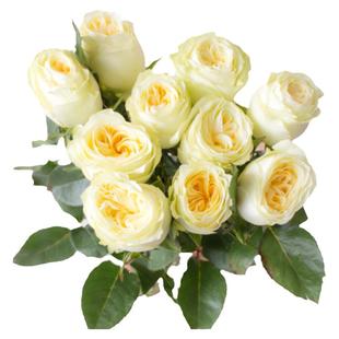 奶油杯玫瑰鲜花束云南基地直发水培插瓶花黄色玫瑰花鲜切花包邮