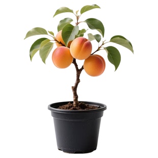 正品杏树果苗大树活苗嫁接苗金太阳杏子苗树庭院树苗南方种植果树