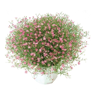 吉普赛满天星盆栽耐寒室内阳台庭院花卉细叶满天星花期长好养包邮