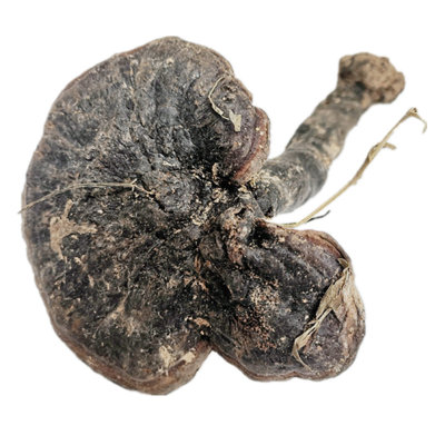 纯正可切片打粉泡酒煲汤紫灵芝