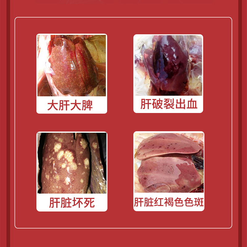 达龙大肝宁蛋鸡戊型肝炎种鸡大肝大脾肝病肝脾肿大肝破裂出血禽用 畜牧/养殖物资 饲料添加剂 原图主图