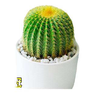 金冠仙人球多肉植物组合室内办公室幼儿园小盆栽好养活带陶瓷花盆