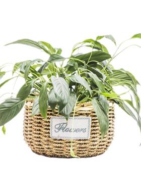 海草绿植花盆纯手工田园任何场景