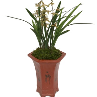 兰花苗 小桃红兰花 建兰四季兰夏带花苞浓香金边好养名贵盆栽