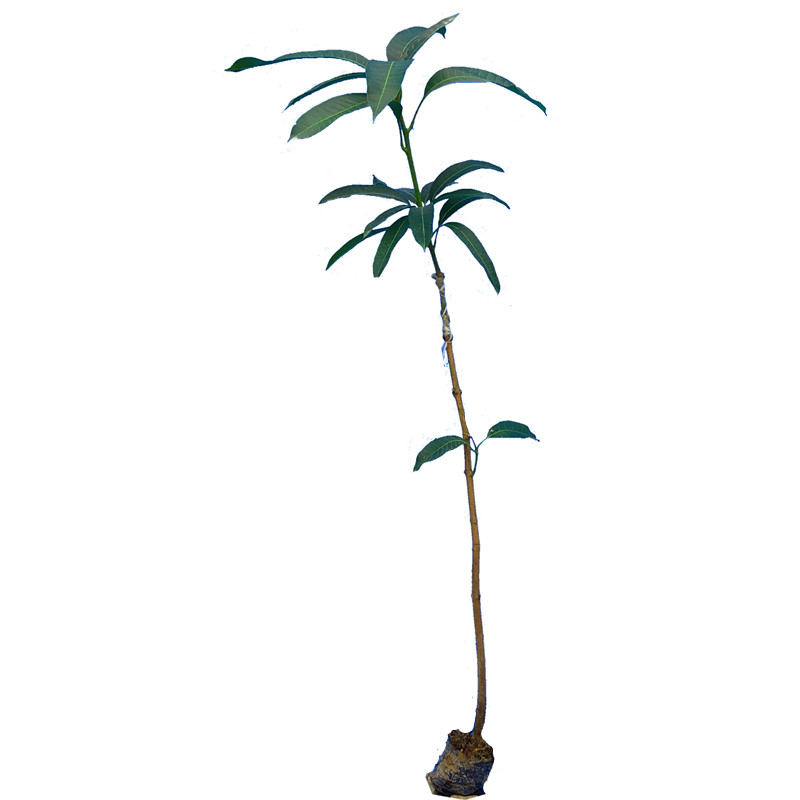 芒果树苗 一棵包邮 正宗嫁接四季蜜芒金煌芒桂七芒果 带泥球发货
