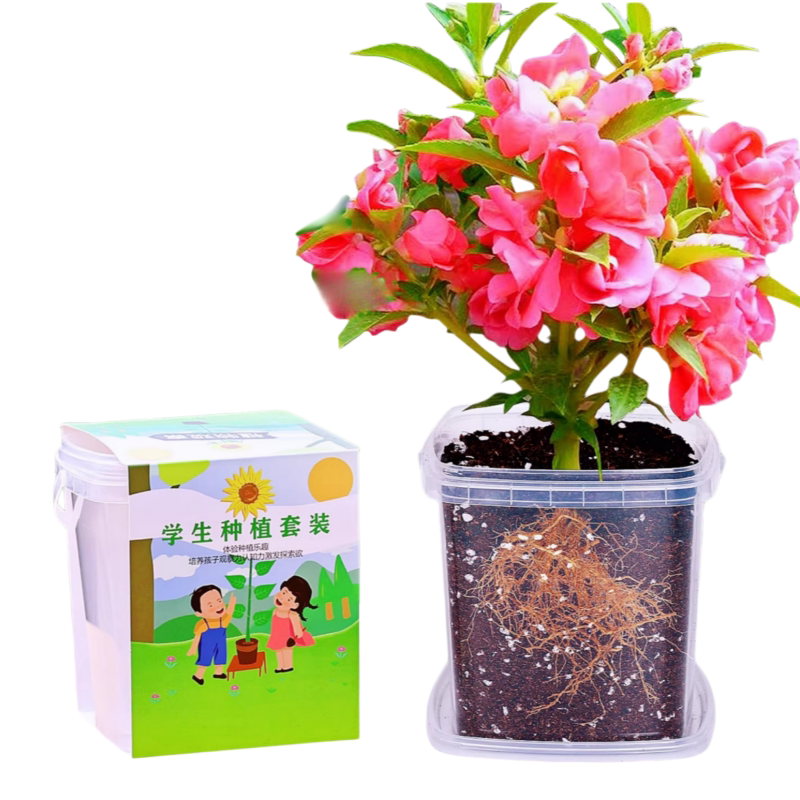 凤仙花种籽儿童种植小盆栽向日葵种孑小学生实验观察植物种子套装