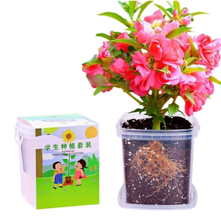 凤仙花种籽儿童种植小盆栽向日葵种孑小学生实验观察植物种子套装