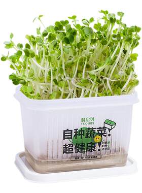 小学生儿童植物观察盒绿豆芽生长种植水培盆栽幼儿园实验作业