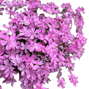 芝樱花籽种子地被植物低矮太阳花种四季播种开花室外庭院花卉草籽