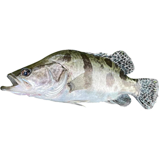 湖南湖区鳜鱼新鲜桂鱼发顺丰生态斑鳜老虎斑季花鱼大眼鳜鳌臭鳜鱼