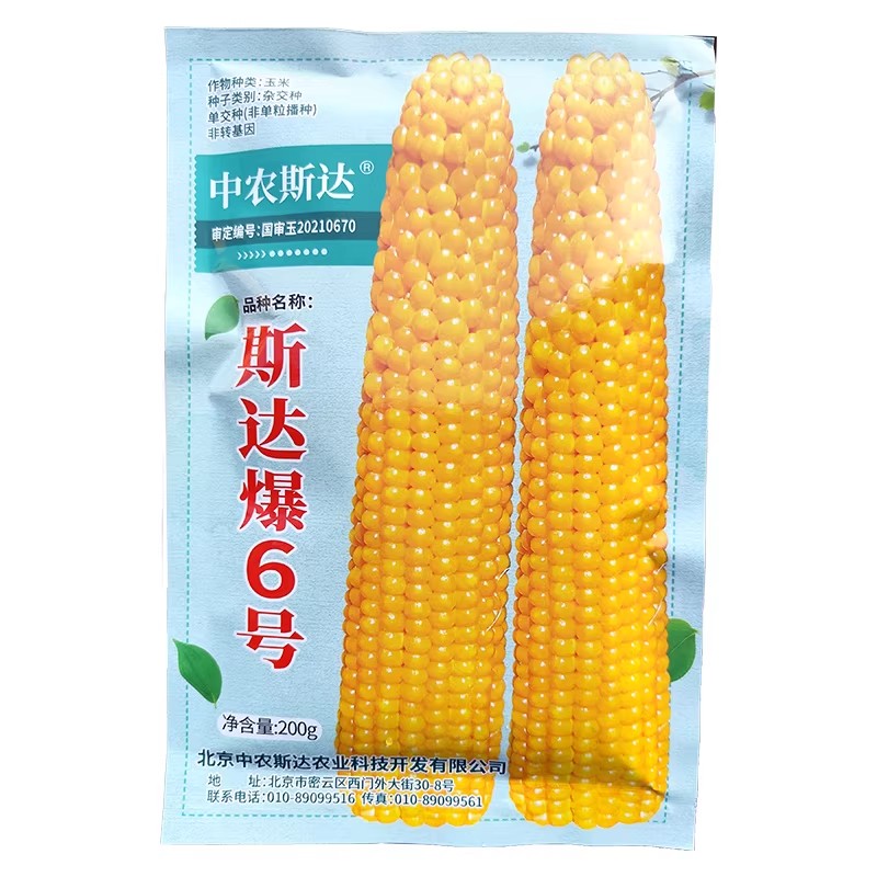 斯达爆6号爆裂玉米种子籽水果型