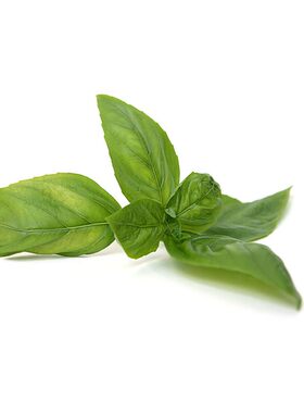 新鲜罗勒叶食用西餐香料披萨草