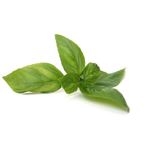 【YIKECAI】新鲜罗勒叶500g 食用西餐香料 披萨草 甜罗勒 欧罗