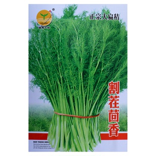 割茬茴香种子种籽小茴香种多茬采收四季播菜园盆栽籽种蔬菜籽回香