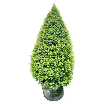 亮晶女贞塔别墅庭院常青花境植物