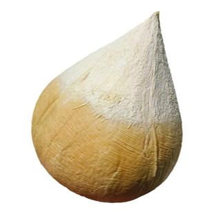 海南三亚奶香椰皇老树现摘当应季新鲜椰子水果礼盒装果园现发顺丰