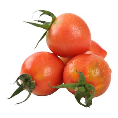 寿禾小番茄四季盆栽迷你圣女种子