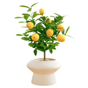 香水柠檬树老桩盆栽客厅大型绿植办公室内阳台结果带果可食用好养