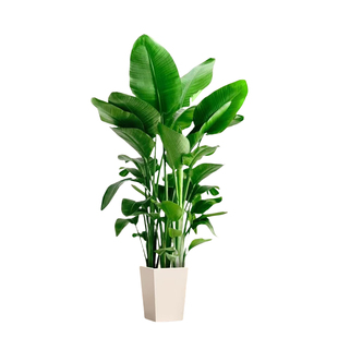 天堂鸟客厅大型植物盆栽室内大叶绿植落地好活净化空气电视柜氛围