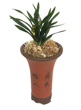 春兰矮种珍品花卉玉玲珑