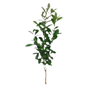 小叶黄杨庭院别墅花坛绿篱植物树苗四季常青耐寒景观园林绿化苗木