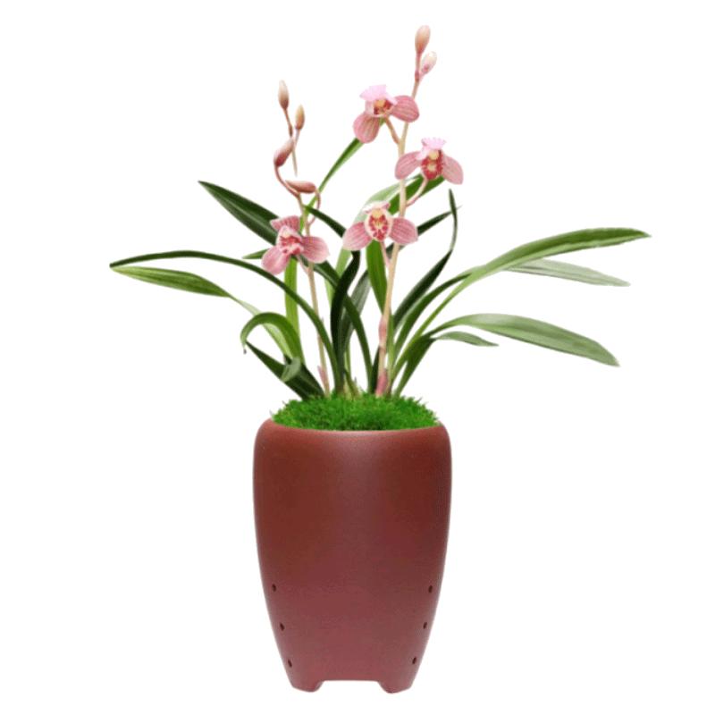 国兰新品东方红荷市长梅红月四季建兰正品带花苞室内花卉浓香绿植