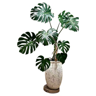 老桩龟背竹客厅大盆栽提根大叶开背巨型绿植客厅室内大型植物好养