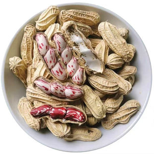 2025年云南七彩花生新鲜湿花生奶油花生现挖五彩生花生带壳花生