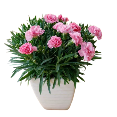 康乃馨种子重瓣四季播种阳台庭院驱蚊香草籽花卉盆栽花苗花种子籽