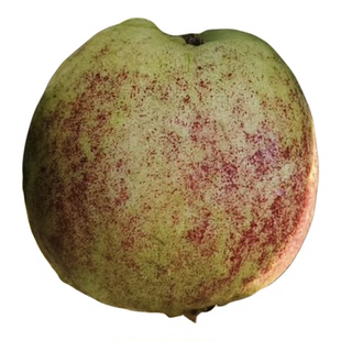 【正宗台湾红宝石芭乐】广东汕尾华侨无籽红心芭乐番石榴精品水果