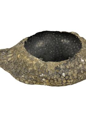 珊瑚虫小鱼缸花盆蜂窝状天然奇石