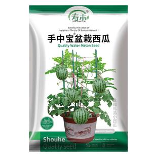 手中宝盆栽西瓜种子种籽孑苗秧秧苗礼品南方麒麟西爪8424水果孑