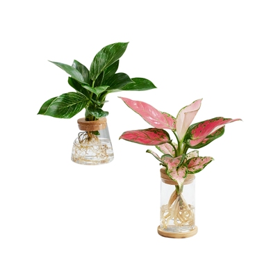 水培植物室内发财树春羽桌面花卉