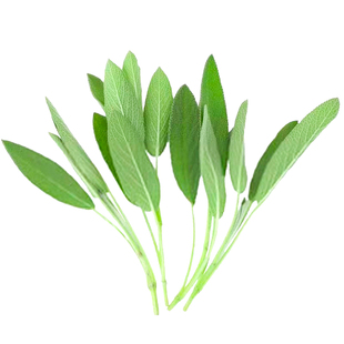 新鲜鼠尾草100g 南丹参Sage 西餐食材新鲜香草香料鼠尾草叶子