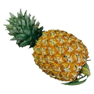 海南台农23号芒果凤梨5斤顺丰包邮新鲜水果树上熟芒香甜菠萝凤梨