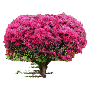 红花继木树苗老桩造型盆景庭院别墅地栽四季耐寒园林工程绿化苗木