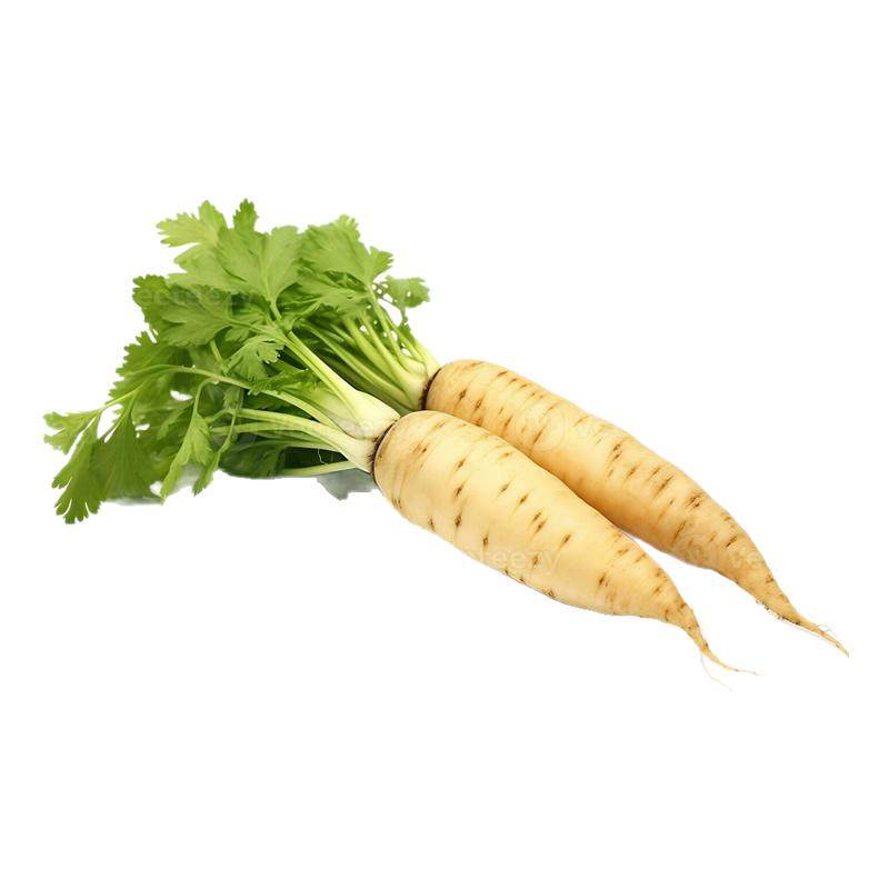 美国防风草种子 欧洲防风草 Parsnip Seed 欧洲萝卜 西餐蔬菜食材
