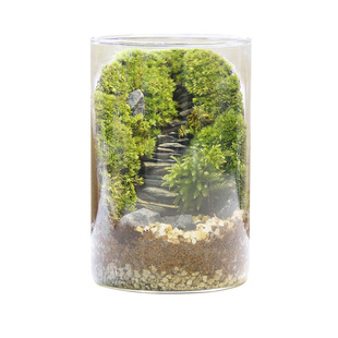 苔藓微景观桌面创意微观造景绿植摆件解压步步高升生态瓶diy材料