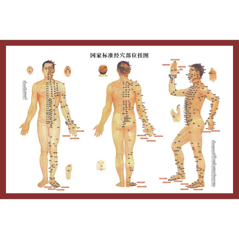 针灸穴位图穴位挂图经络图大图 国家标准经穴部位图