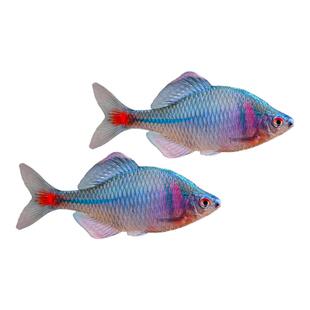 鳑鲏鱼好养原生鱼七彩旁皮观赏鱼除藻冷水淡水活体小型群游鱼