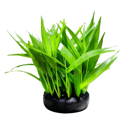 南美青竹坨草新手懒人阴性好养淡水真水草鱼缸净化水质增氧造景