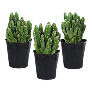 多肉万重山小盆栽绿植花苗多肉组合仙人掌植物办公室桌面喜阳室内