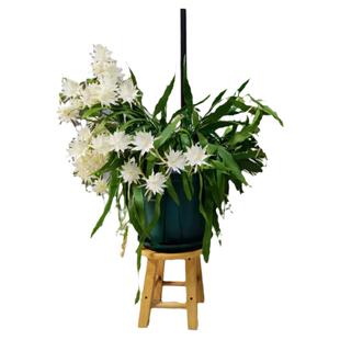 【小叶昙花】印尼进口浓香型花量大好养活花期久花量大阳台爆花